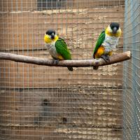 Coppia caicco testa nera