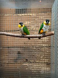 Coppia caicco testa nera