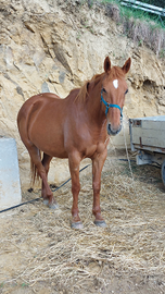 Cavalla adatta a tutti