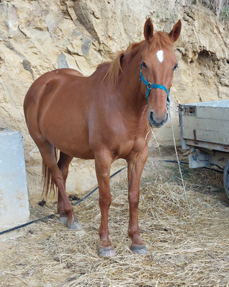 Cavalla adatta a tutti