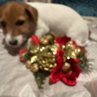 Cucciola Jack Russell Terrier