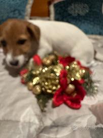 Cucciola Jack Russell Terrier