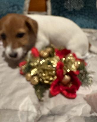 Cucciola Jack Russell Terrier