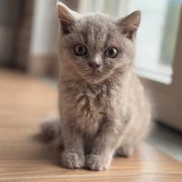 Dolcissimo cucciolo British Shorthair