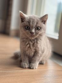 Dolcissimo cucciolo British Shorthair