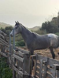 Puledra ispano araba