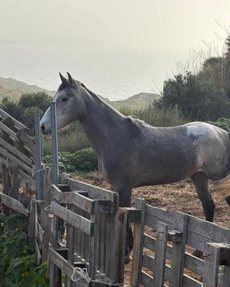 Puledra ispano araba