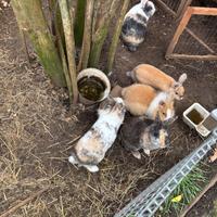 Conigli testa di leone/nani