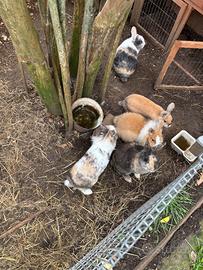 Conigli testa di leone/nani