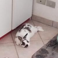 Coniglietto di circa 1 anno