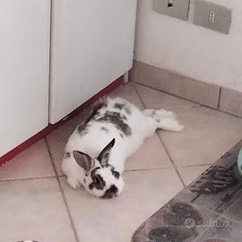 Coniglietto di circa 1 anno