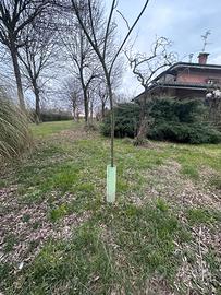 Shelter per vigneto, tubi protezione viti o piante