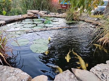 Carpe koi Butterfly Platinum Ogon
