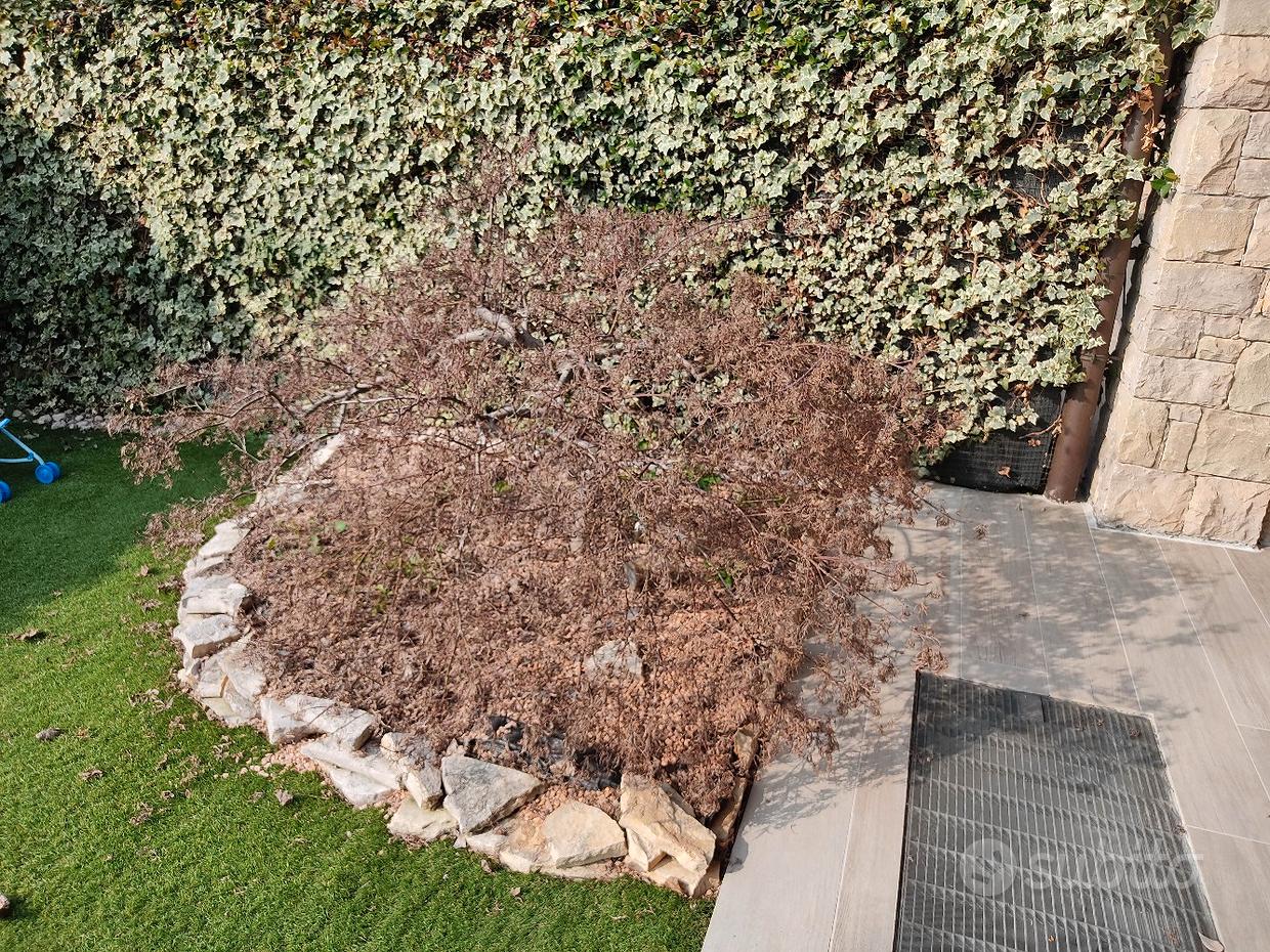 Bonsai acero rosso palmato deshojo - Giardino e Fai da te In vendita a Roma