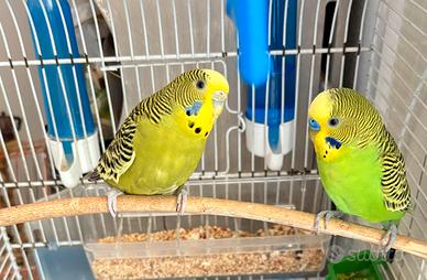 Coppia cocoriti ondulati