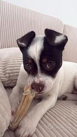 Si dona cuccioa di 4mesi