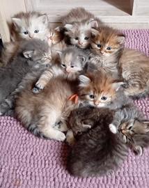 Gattini Siberiani ipoallergenici con pedigree