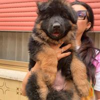 Pastore tedesco femmina pelo lungo