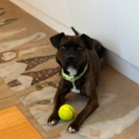 Cucciola di 4 anni