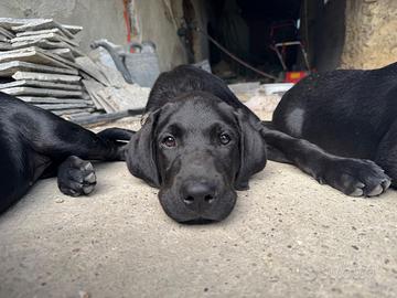 Cuccioli Labrador con Pedigree ENCI