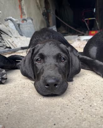 Cuccioli Labrador con Pedigree ENCI