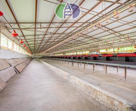 MIRA CAPANNONE CON TERRENI AGRICOLI