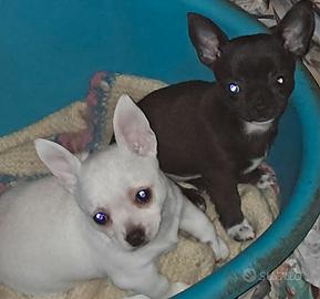 Chihuahua cuccioli 90 giorni pura razza
