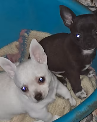 Chihuahua cuccioli 90 giorni pura razza