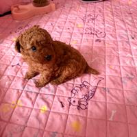 Cuccioli di barboncini toy /barboncino toy