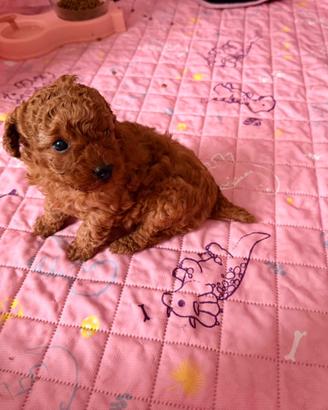 Cuccioli di barboncini toy /barboncino toy