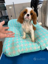 Cavalier king