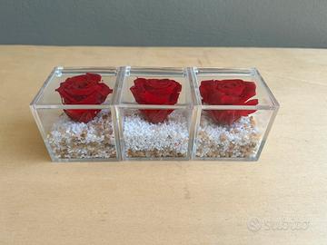 Lotto tre rose  rosse stabilizzate in teca Nuove