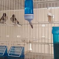 Cardellini major ancestrali FOI 2025