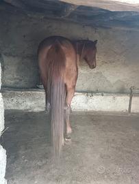 Cavallo intero