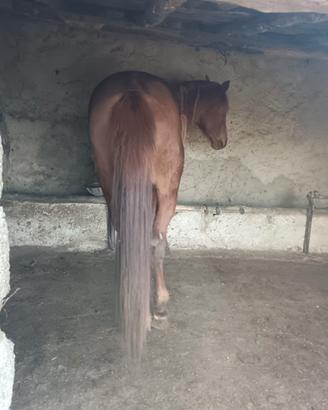 Cavallo intero