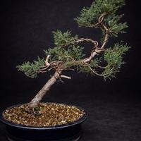 Cura, potatura e rinvaso bonsai