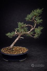 Cura, potatura e rinvaso bonsai