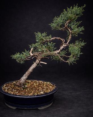 Cura, potatura e rinvaso bonsai