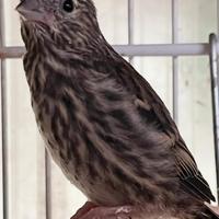 Disponibili lucherini ancestrali e Agata