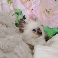 Gattini Ragdoll con pedigree