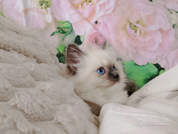 Gattini Ragdoll con pedigree