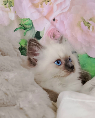 Gattini Ragdoll con pedigree