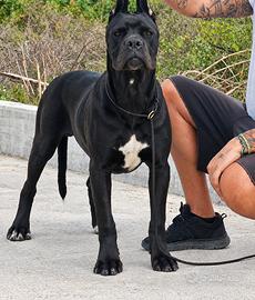 Cane corso