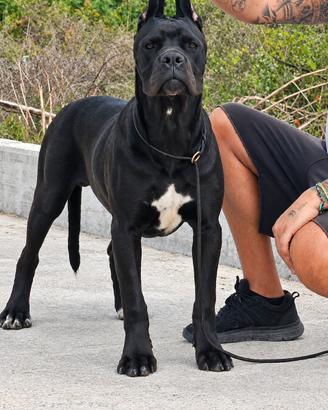 Cane corso