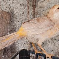 Fagiani dorati gialli