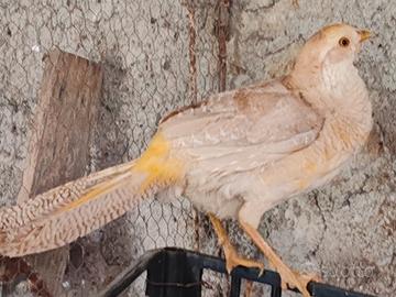 Fagiani dorati gialli