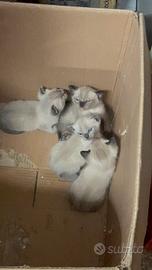 Siamesi gattini