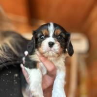 Cavalier King