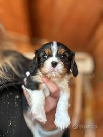 Cavalier King