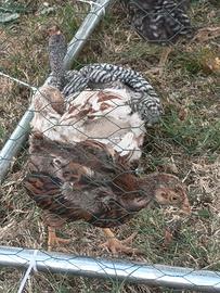 Gallina galli